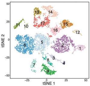 Molecular characterization of foveal versus peripheral human retina by single-cell RNA sequencing Molecular characterization of foveal versus peripheral human retina by single-cell RNA sequencing